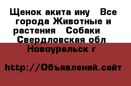 Щенок акита ину - Все города Животные и растения » Собаки   . Свердловская обл.,Новоуральск г.